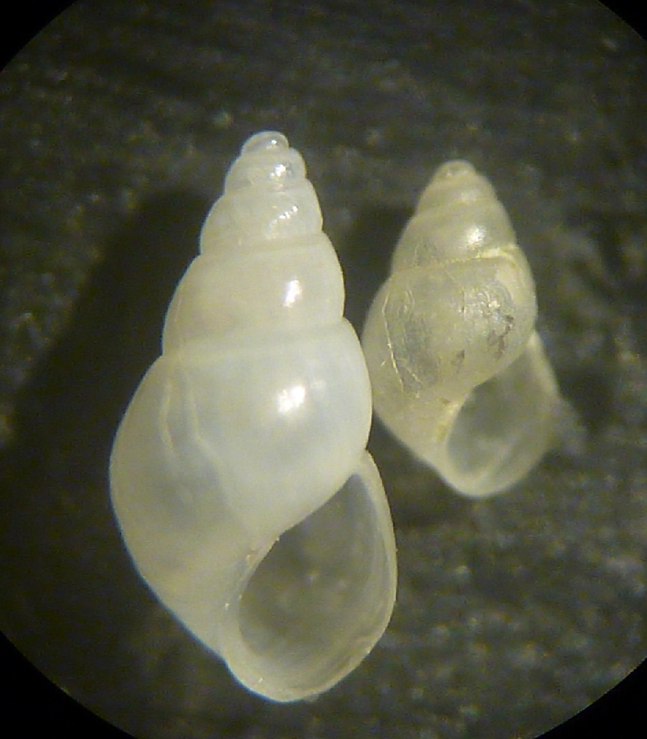 Odostomia da determinare